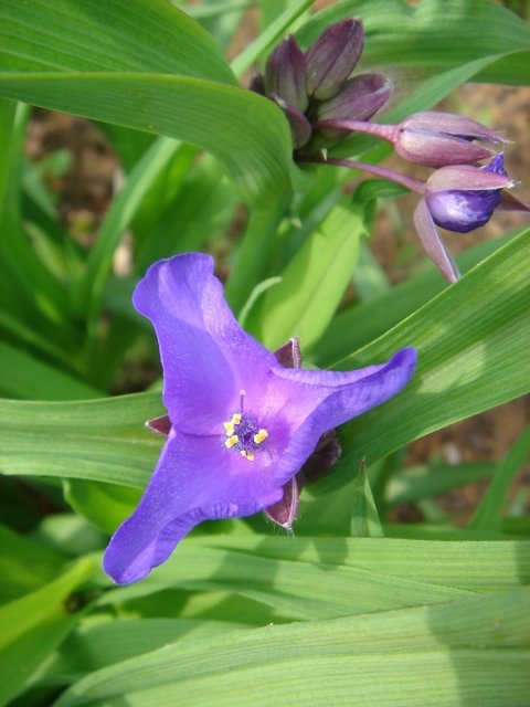 Tradescantia virginiana